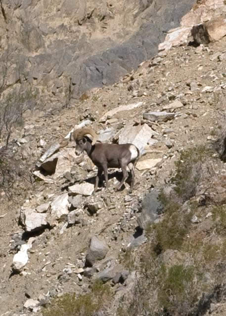 A bighorn spotted during one of the climbs